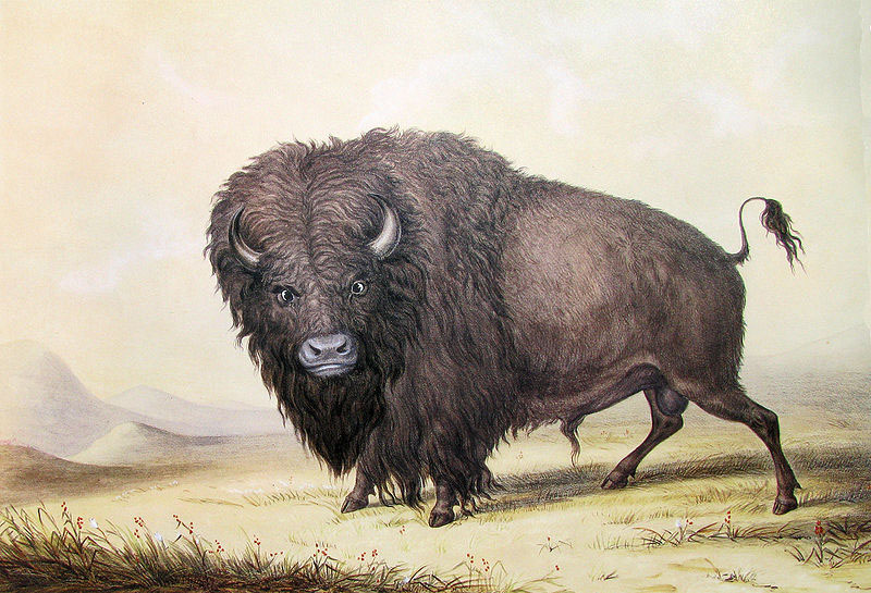 unknow artist George Catlin Bull Buffalo